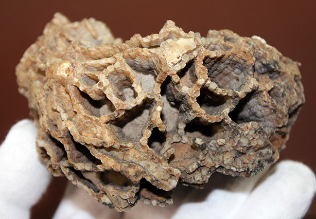 アメリカワイオミング州産、希少な原始的なクサリサンゴ、ハリシテス(Halysites sp.)の立体的な標本(その5)