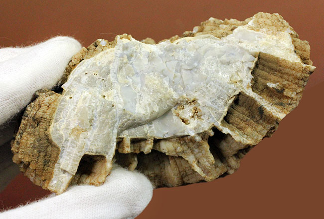 アメリカワイオミング州産、希少な原始的なクサリサンゴ、ハリシテス(Halysites sp.)の立体的な標本(その6)