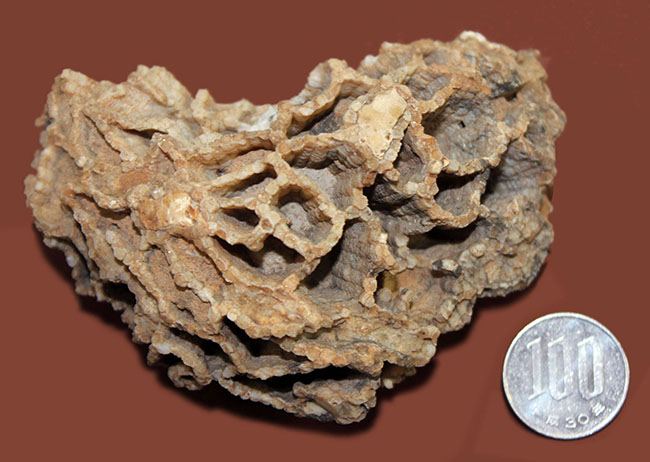 アメリカワイオミング州産、希少な原始的なクサリサンゴ、ハリシテス(Halysites sp.)の立体的な標本(その7)