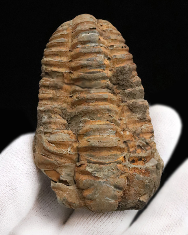 13の体節と自由頬を明瞭に残す9cmの大型個体。三葉虫の構造美を体現する「ディアカリメネ・ウーズレグイ（Diacalymene ouzregui）」（その1）