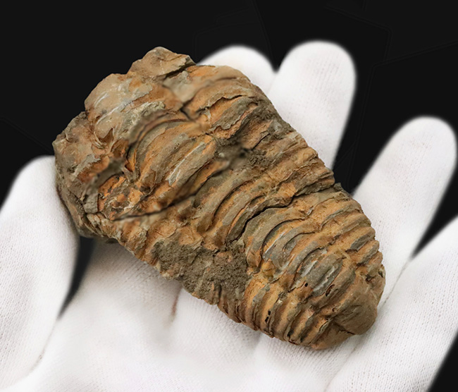 13の体節と自由頬を明瞭に残す9cmの大型個体。三葉虫の構造美を体現する「ディアカリメネ・ウーズレグイ（Diacalymene ouzregui）」（その2）