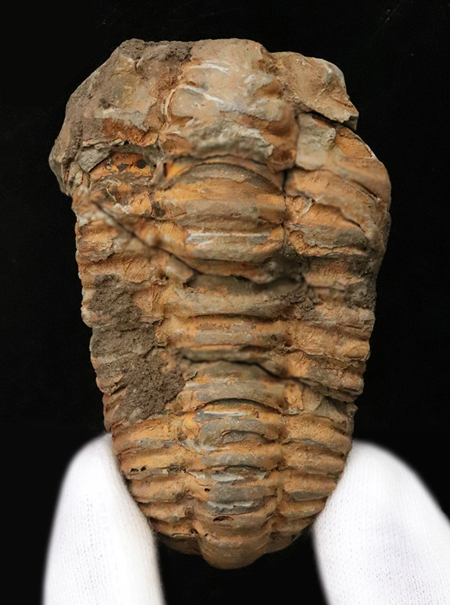 13の体節と自由頬を明瞭に残す9cmの大型個体。三葉虫の構造美を体現する「ディアカリメネ・ウーズレグイ（Diacalymene ouzregui）」（その3）
