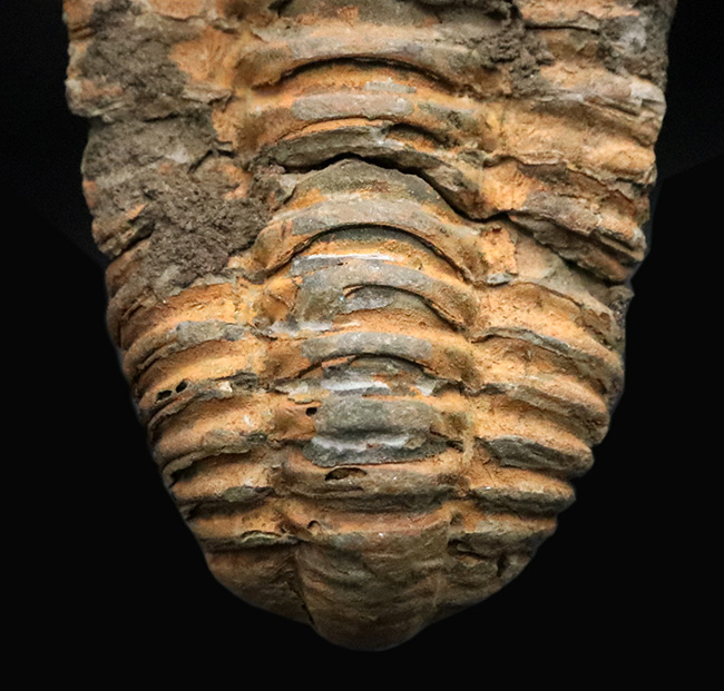 13の体節と自由頬を明瞭に残す9cmの大型個体。三葉虫の構造美を体現する「ディアカリメネ・ウーズレグイ（Diacalymene ouzregui）」（その5）