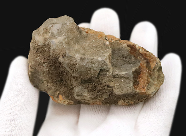 13の体節と自由頬を明瞭に残す9cmの大型個体。三葉虫の構造美を体現する「ディアカリメネ・ウーズレグイ（Diacalymene ouzregui）」（その6）