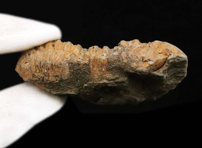 13の体節と自由頬を明瞭に残す9cmの大型個体。三葉虫の構造美を体現する「ディアカリメネ・ウーズレグイ（Diacalymene ouzregui）」（その7）