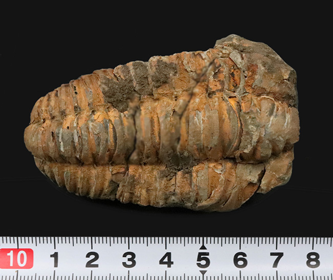13の体節と自由頬を明瞭に残す9cmの大型個体。三葉虫の構造美を体現する「ディアカリメネ・ウーズレグイ（Diacalymene ouzregui）」（その8）