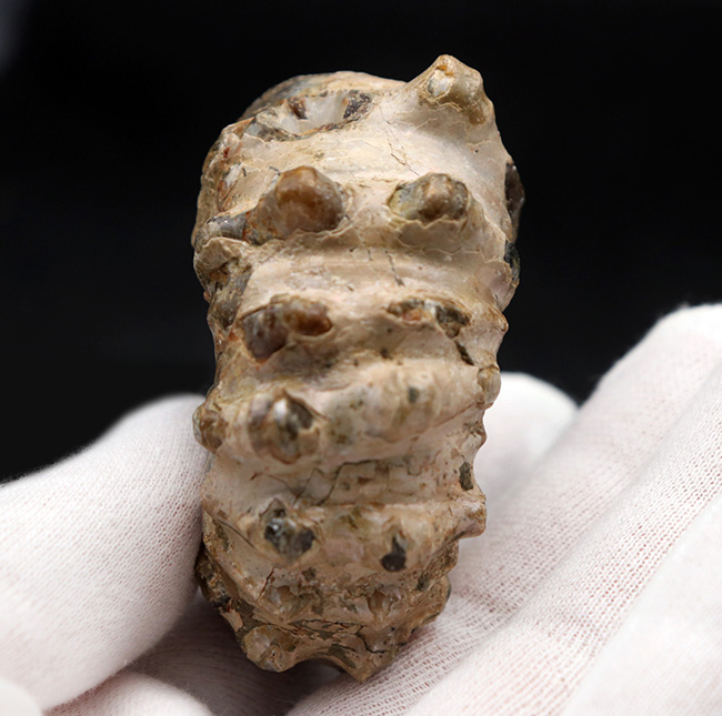 見事な棘を有するマダガスカル産のアンモナイト、ドゥビレイセラス