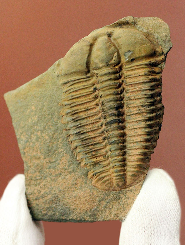 アイレス三葉虫こと、コノコリフェ(Conocoriphe sulzeri)。チェコ産。(その1)
