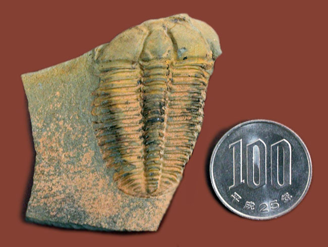 アイレス三葉虫こと、コノコリフェ(Conocoriphe sulzeri)。チェコ産。(その10)