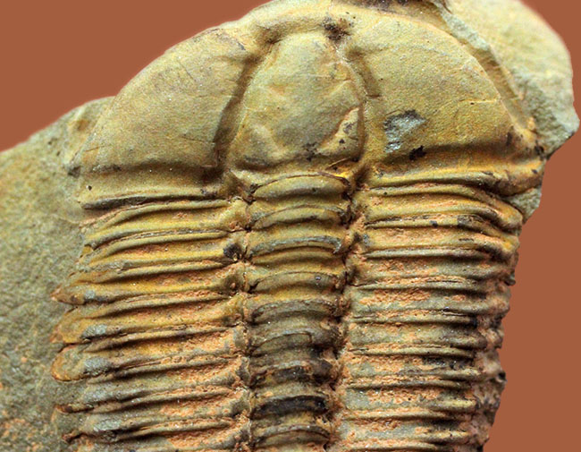 アイレス三葉虫こと、コノコリフェ(Conocoriphe sulzeri)。チェコ産。(その2)