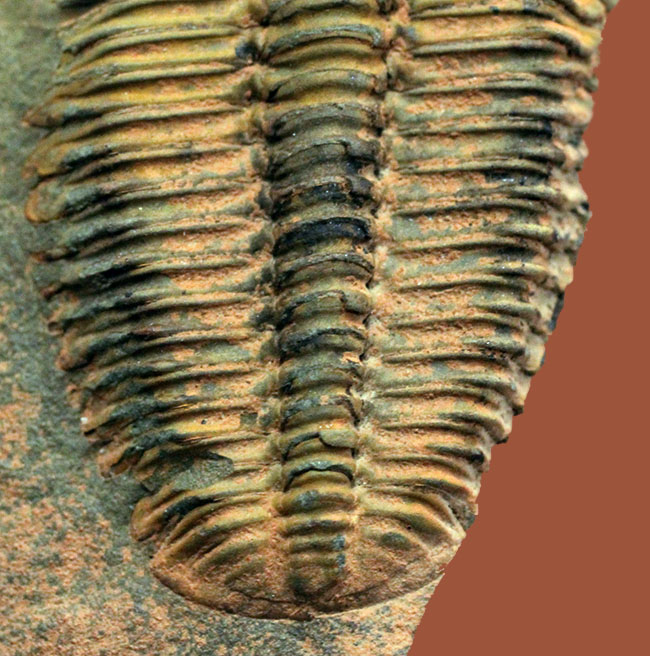 アイレス三葉虫こと、コノコリフェ(Conocoriphe sulzeri)。チェコ産。(その3)