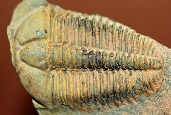 アイレス三葉虫こと、コノコリフェ(Conocoriphe sulzeri)。チェコ産。(その6)