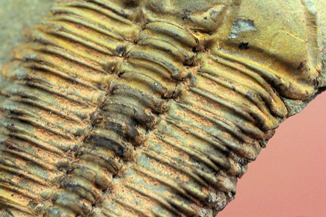 アイレス三葉虫こと、コノコリフェ(Conocoriphe sulzeri)。チェコ産。(その8)