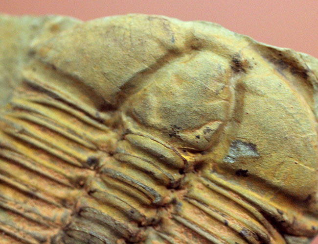 アイレス三葉虫こと、コノコリフェ(Conocoriphe sulzeri)。チェコ産。(その9)