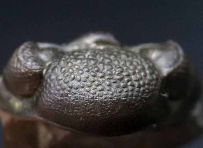 極めて上質な保存状態を維持したエンロール姿勢の三葉虫、ファコプスの化石(その1)