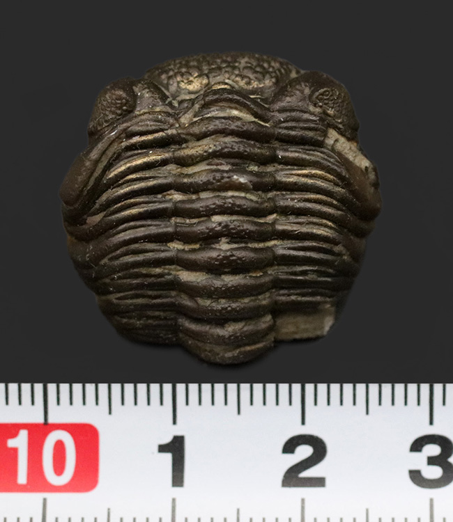 極めて上質な保存状態を維持したエンロール姿勢の三葉虫、ファコプスの化石（その10）