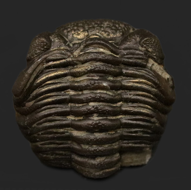 極めて上質な保存状態を維持したエンロール姿勢の三葉虫、ファコプスの化石（その2）
