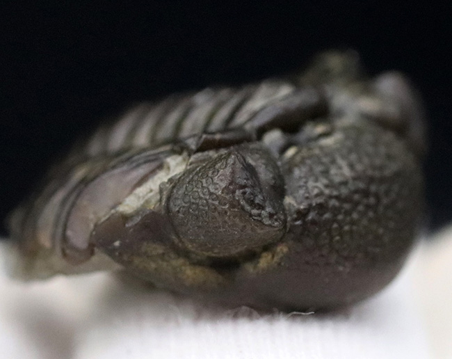 極めて上質な保存状態を維持したエンロール姿勢の三葉虫、ファコプスの化石(その5)