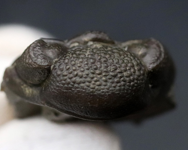 極めて上質な保存状態を維持したエンロール姿勢の三葉虫、ファコプスの化石(その7)