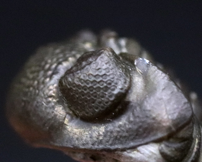 極めて上質な保存状態を維持したエンロール姿勢の三葉虫、ファコプスの