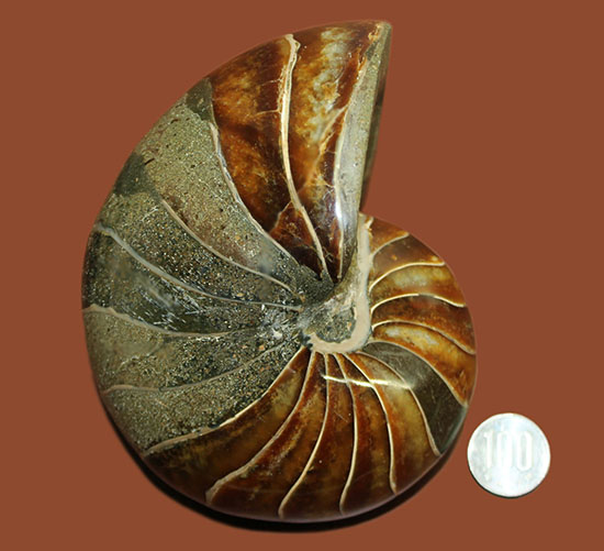 なんと1kg超えのスーパーサイズ！かつ非の打ち所がない美品！白亜紀