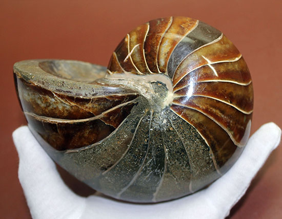 アンモナイト　約32cm アンモナイト 約32cm アンモナイト 超大型 黄鉄鉱化した化石