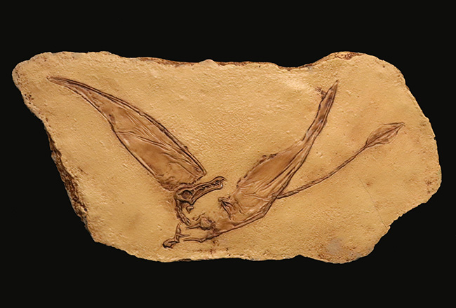 １点もの、ドイツ・ブリュッセル自然博物館にある模式標本をかたどった精巧レプリカ、翼竜、ランフォリンクス（Rhamphorhynchus）のレプリカ（その1）