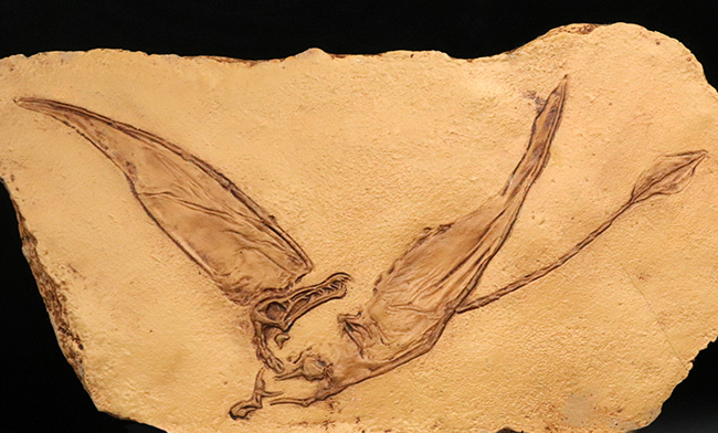 １点もの、ドイツ・ブリュッセル自然博物館にある模式標本をかたどった精巧レプリカ、翼竜、ランフォリンクス（Rhamphorhynchus）のレプリカ（その2）