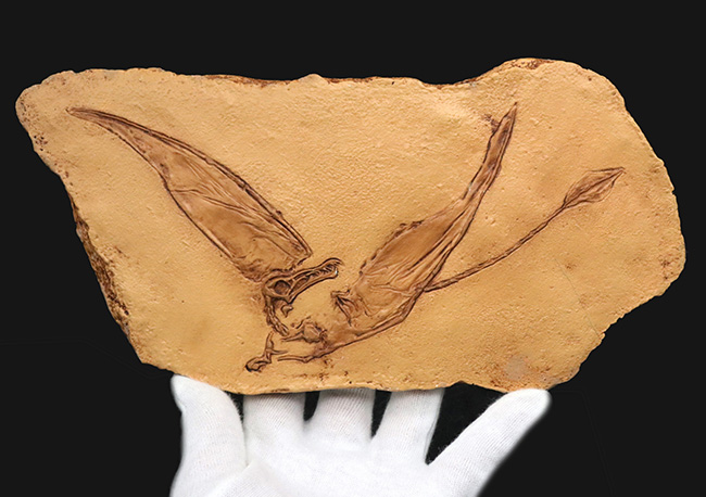 １点もの、ドイツ・ブリュッセル自然博物館にある模式標本をかたどった精巧レプリカ、翼竜、ランフォリンクス（Rhamphorhynchus）のレプリカ（その3）