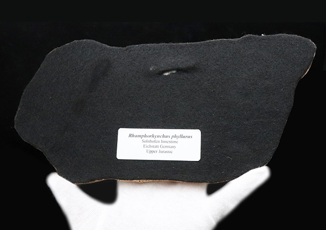 １点もの、ドイツ・ブリュッセル自然博物館にある模式標本をかたどった精巧レプリカ、翼竜、ランフォリンクス（Rhamphorhynchus）のレプリカ（その4）