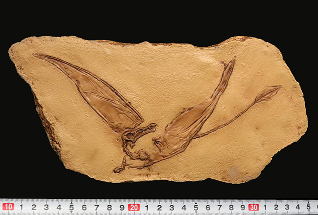 １点もの、ドイツ・ブリュッセル自然博物館にある模式標本をかたどった精巧レプリカ、翼竜、ランフォリンクス（Rhamphorhynchus）のレプリカ（その5）