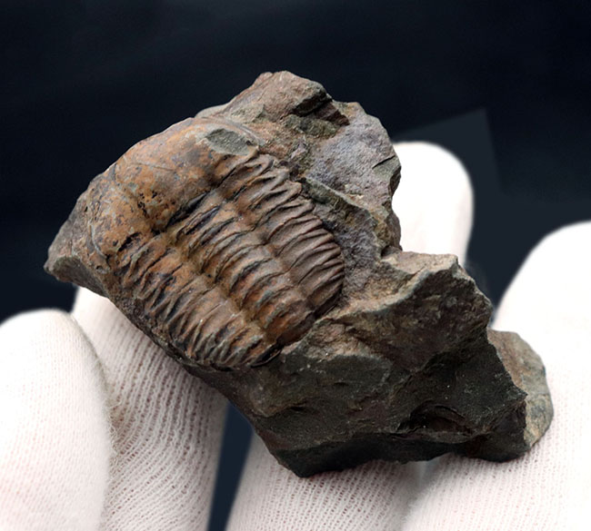 原始的なグループ、チェコ共和国産のカンブリア紀の三葉虫、エリプソセ