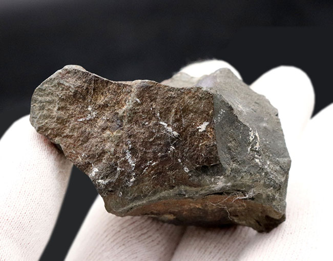 原始的なグループ、チェコ共和国産のカンブリア紀の三葉虫、エリプソセ