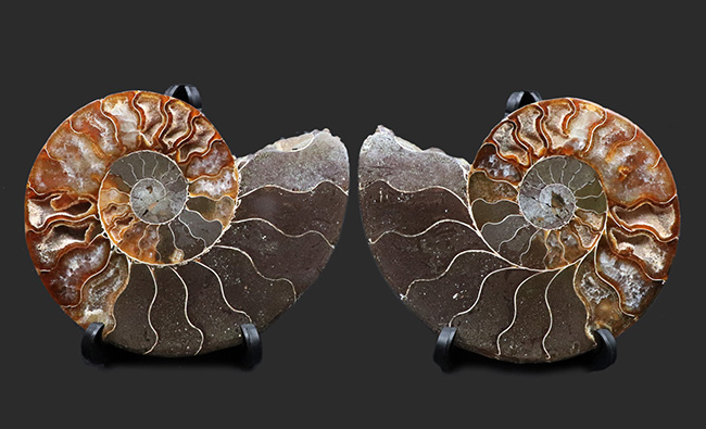 極めて上質、見事な縫合線も楽しめる、１億年前のアンモナイト、クレオニセラス（Cleoniceras）アンモナイトのハーフカット標本（その1）