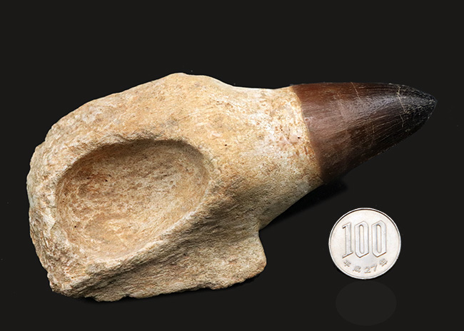 プレミアムアイテム！これはもはや顎骨だ！歴代の標本を凌ぐ分厚さを