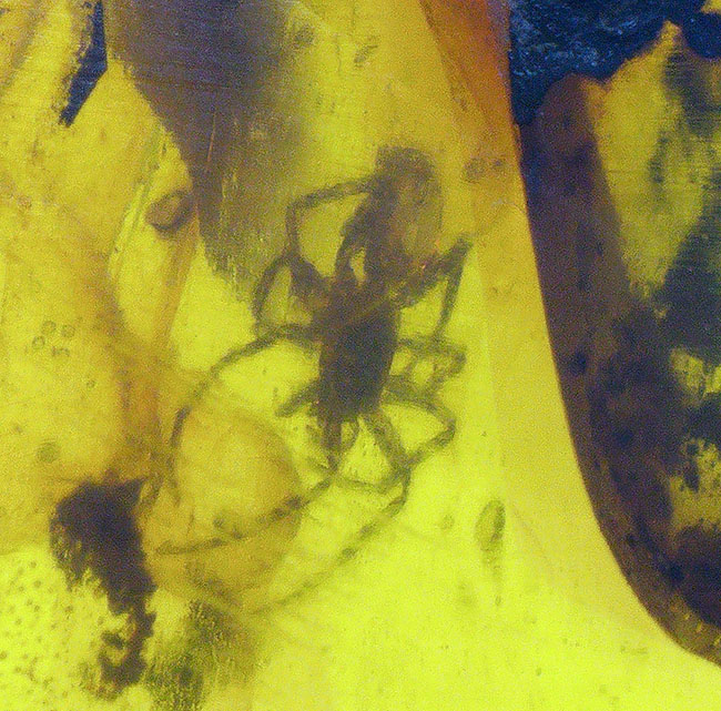 琥珀コレクター必見！クモや多くの植物片を内包した、白亜紀のミャンマー産琥珀。ビッグサイズのバーマイト（Burmite）（その1）