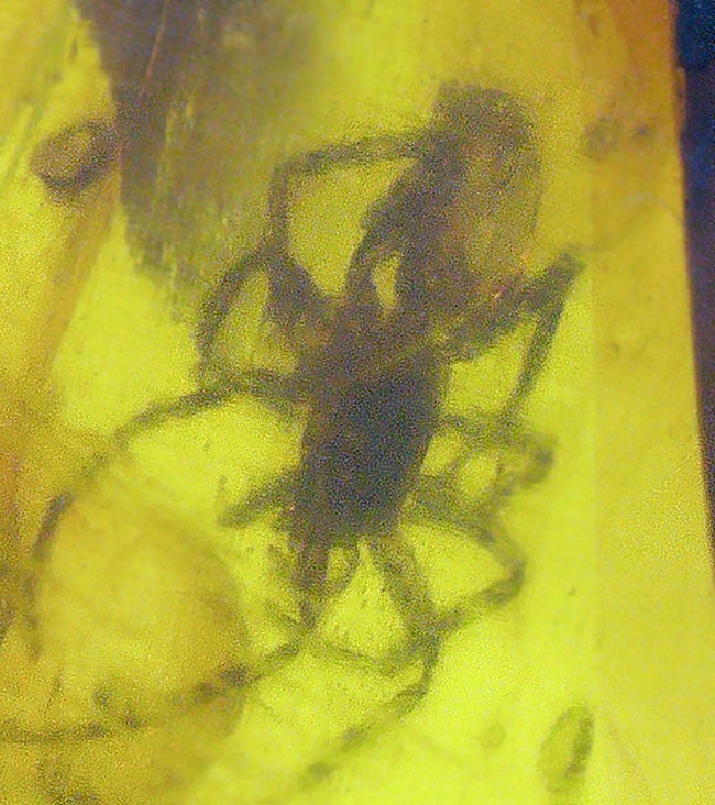 琥珀コレクター必見！クモや多くの植物片を内包した、白亜紀のミャンマー産琥珀。ビッグサイズのバーマイト（Burmite）（その4）