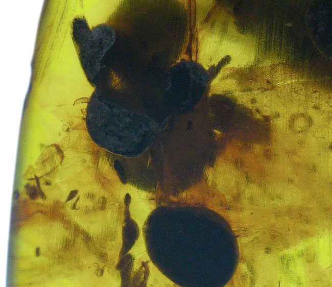 琥珀コレクター必見！クモや多くの植物片を内包した、白亜紀のミャンマー産琥珀。ビッグサイズのバーマイト（Burmite）（その6）