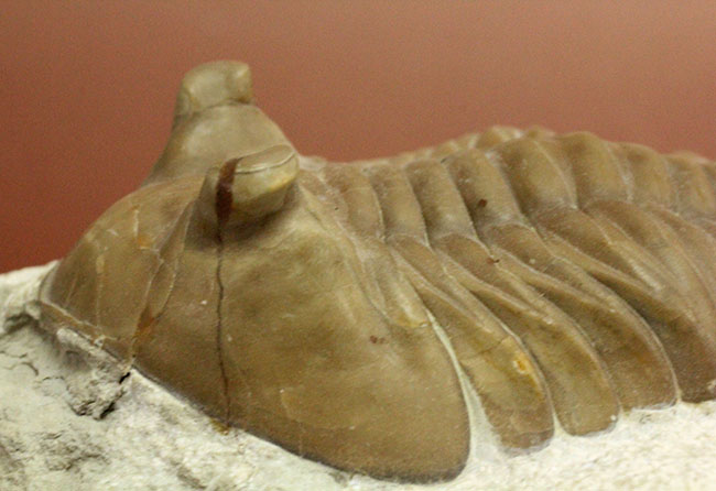 最大級１０センチ超え、ミュージアムクオリティ！ロシア産三葉虫アサフス・コルヌタス（Asaphus cornutus）（その10）
