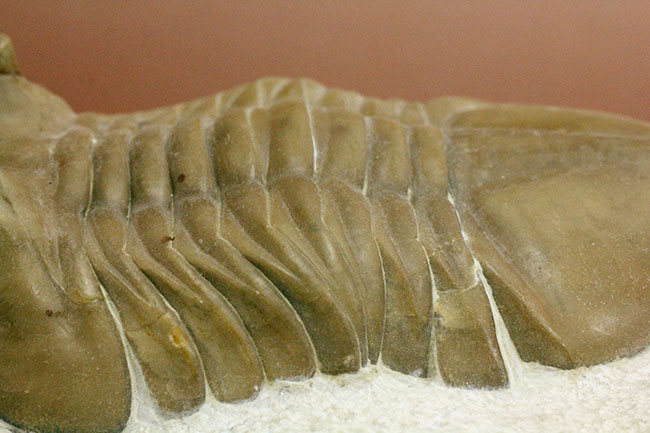 三葉虫【Asaphus lepidurus】(ロシア) 最大級10センチ超え、ミュージアムクオリティ！ロシア産三葉虫