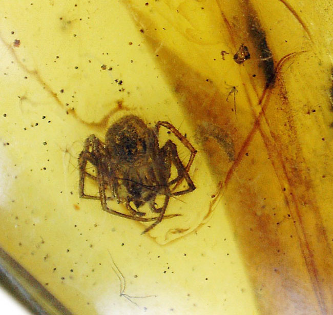 クリーンタイプ ルーペで蜘蛛 くも の毛まで見える ルティックアンバー 専用ケース付き 化石 販売