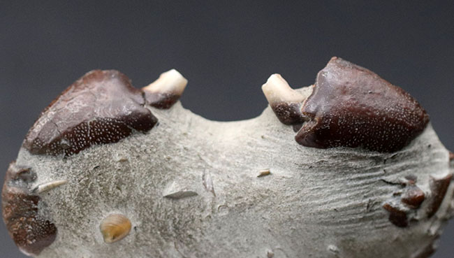 愛知県産、新生代第四紀のシンボルである２つのハサミが露出した、オサガニの化石。オールドコレクション（その2）