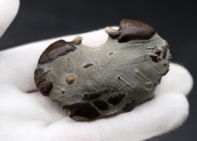 愛知県産、新生代第四紀のシンボルである２つのハサミが露出した、オサガニの化石。オールドコレクション（その3）
