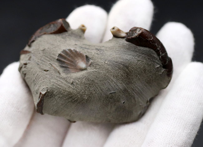 愛知県産、新生代第四紀のシンボルである２つのハサミが露出した、オサガニの化石。オールドコレクション（その4）