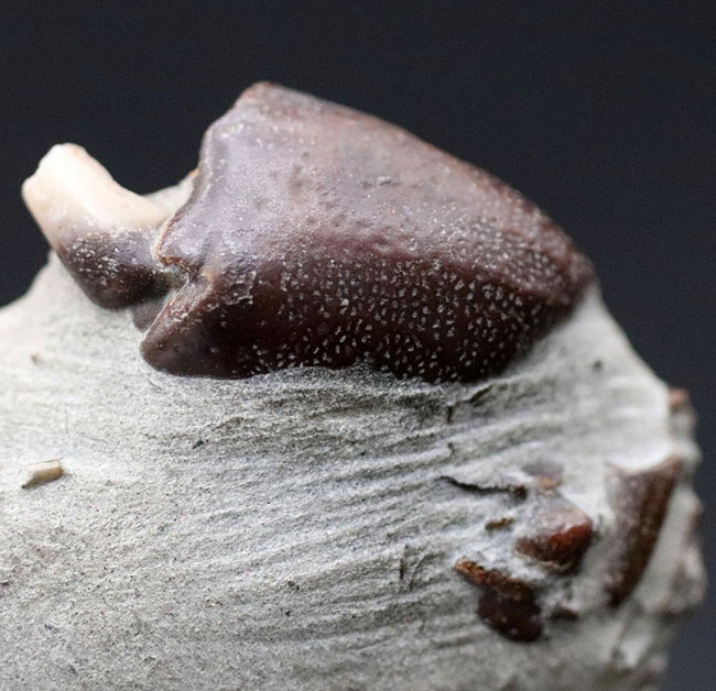 愛知県産、新生代第四紀のシンボルである２つのハサミが露出した、オサガニの化石。オールドコレクション（その6）