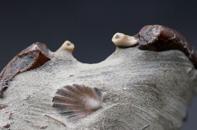 愛知県産、新生代第四紀のシンボルである２つのハサミが露出した、オサガニの化石。オールドコレクション（その7）