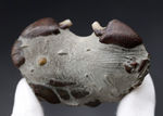 愛知県産、新生代第四紀のシンボルである２つのハサミが露出した、オサガニの化石。オールドコレクション