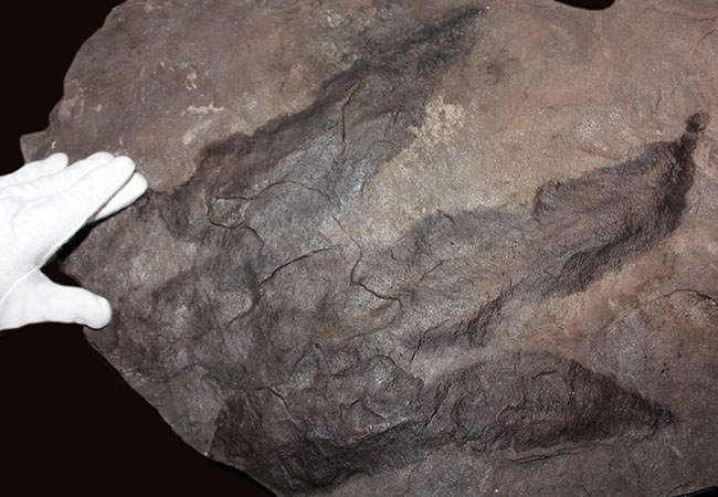 まずお目にかかれない、規格外の凄まじいサイズと重量（１６キロオーバー）！恐竜グラレーターの足跡化石（Grallator track）。両面足跡だらけ（５つ）。（その6）
