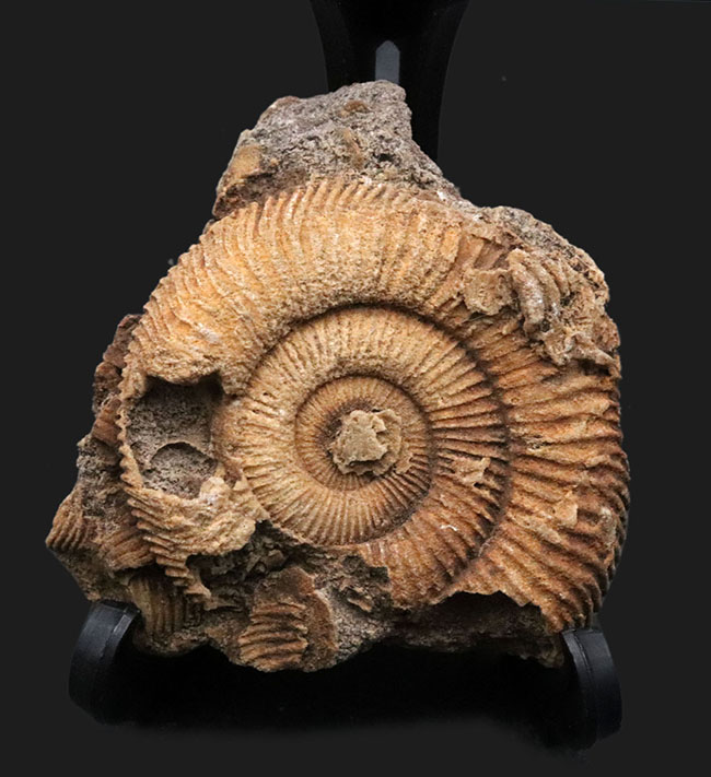 濃淡あるブラウンが美しい、ドイツ・シュライフハウゼン産のアンモナイト、ダクチリオセラス(Dactylioceras)の化石(その1)