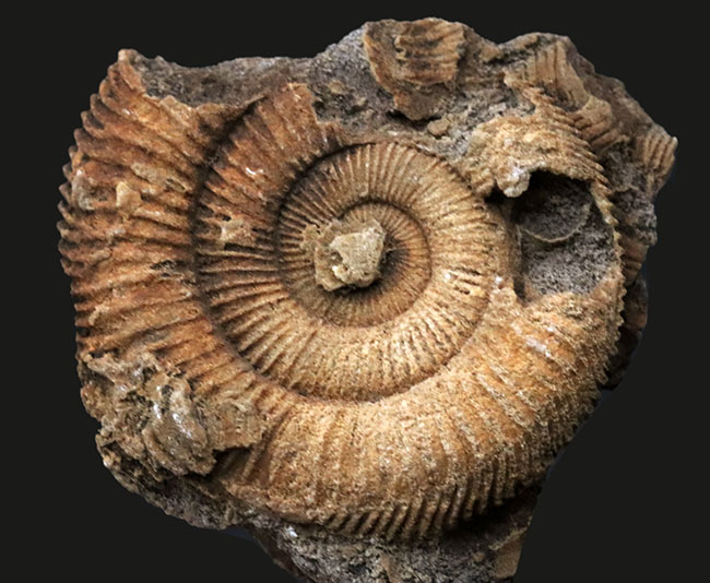 濃淡あるブラウンが美しい、ドイツ・シュライフハウゼン産のアンモナイト、ダクチリオセラス(Dactylioceras)の化石(その2)